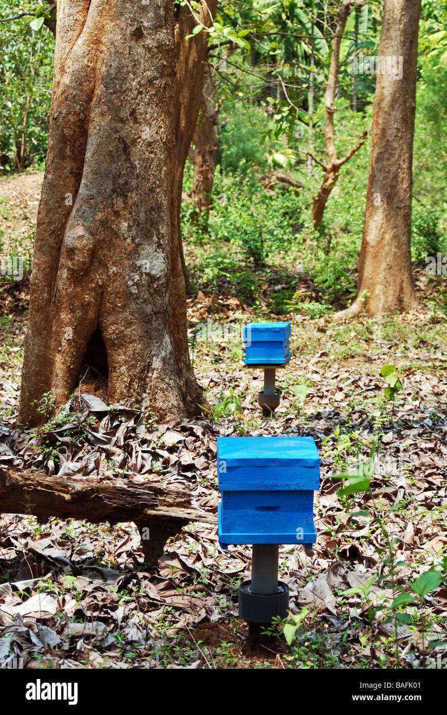 Beekeeper's brood chambers, Sirsi, Karnataka, India Stock Photo