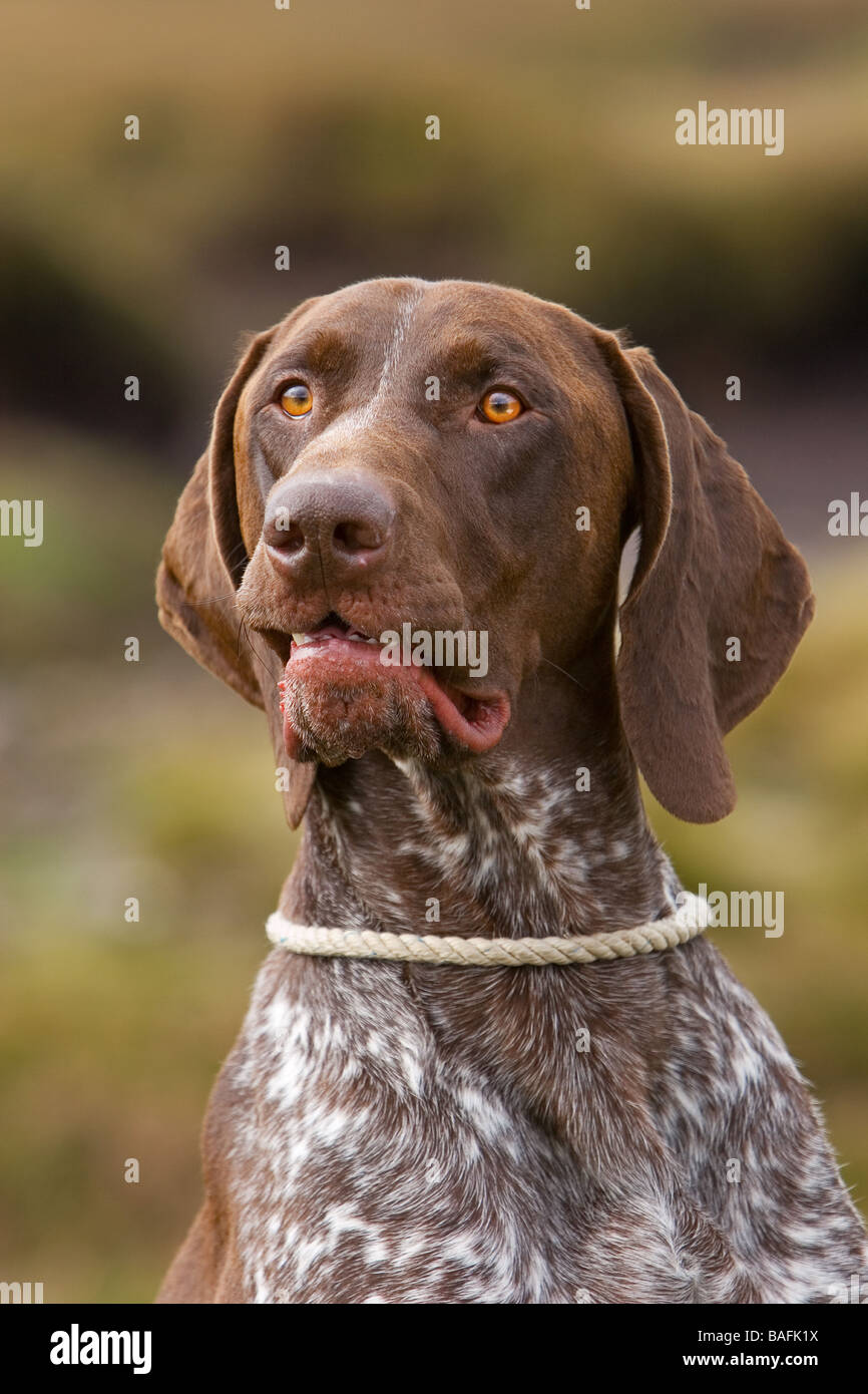 A German Short Haired Pointer Stock Photo