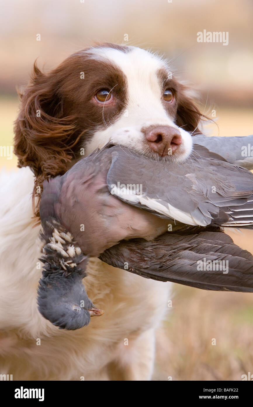 liver and white english springer spaniel with wood pigeon Stock Photo