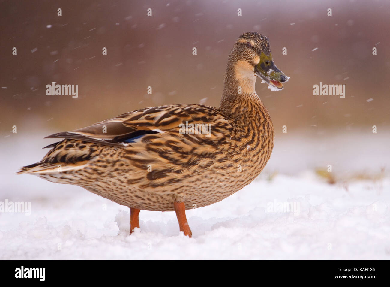 Mallard Duck in snow North Lincolnshire United Kingdom Stock Photo