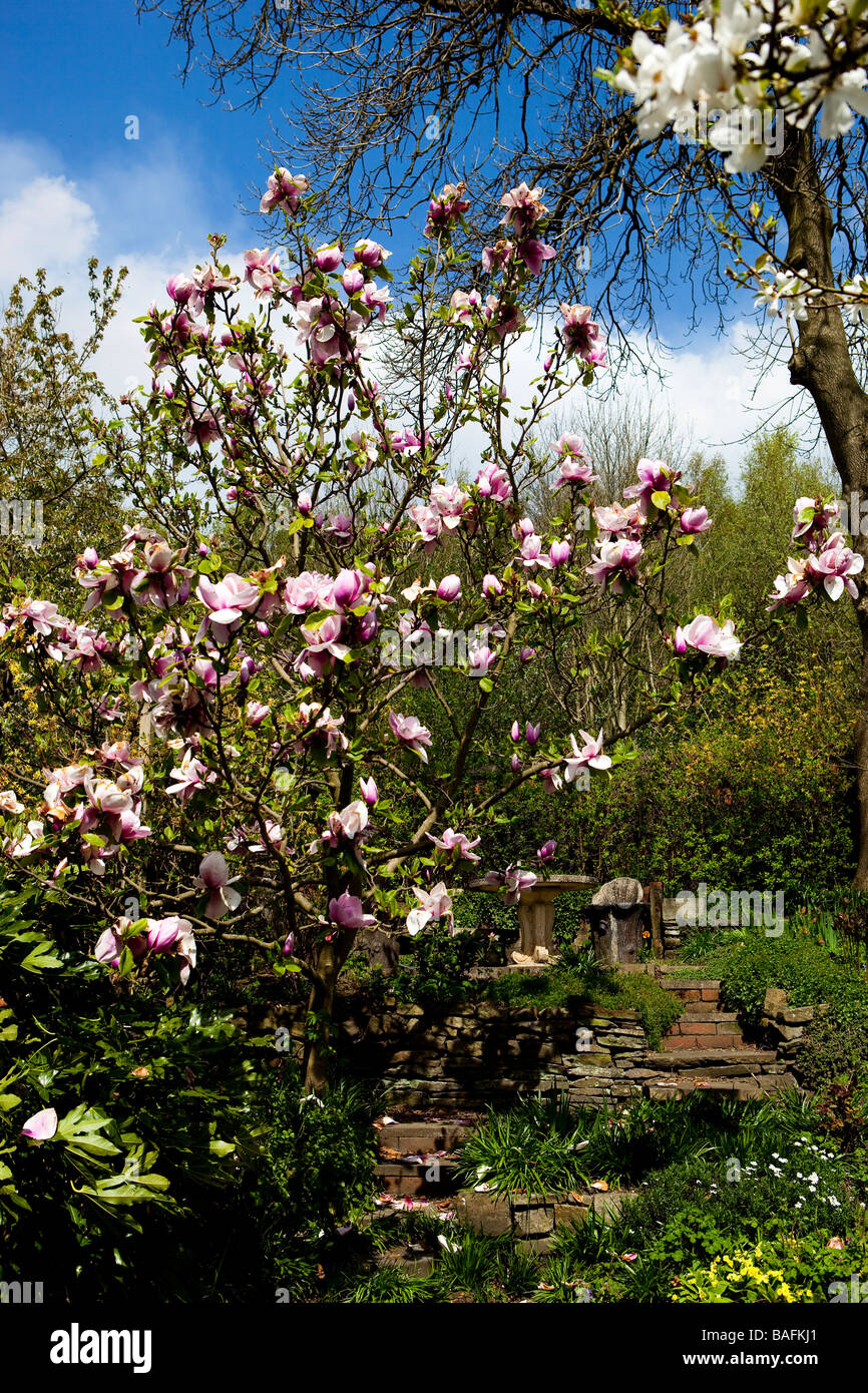 large pink flowers on magnolia tree Stock Photo - Alamy