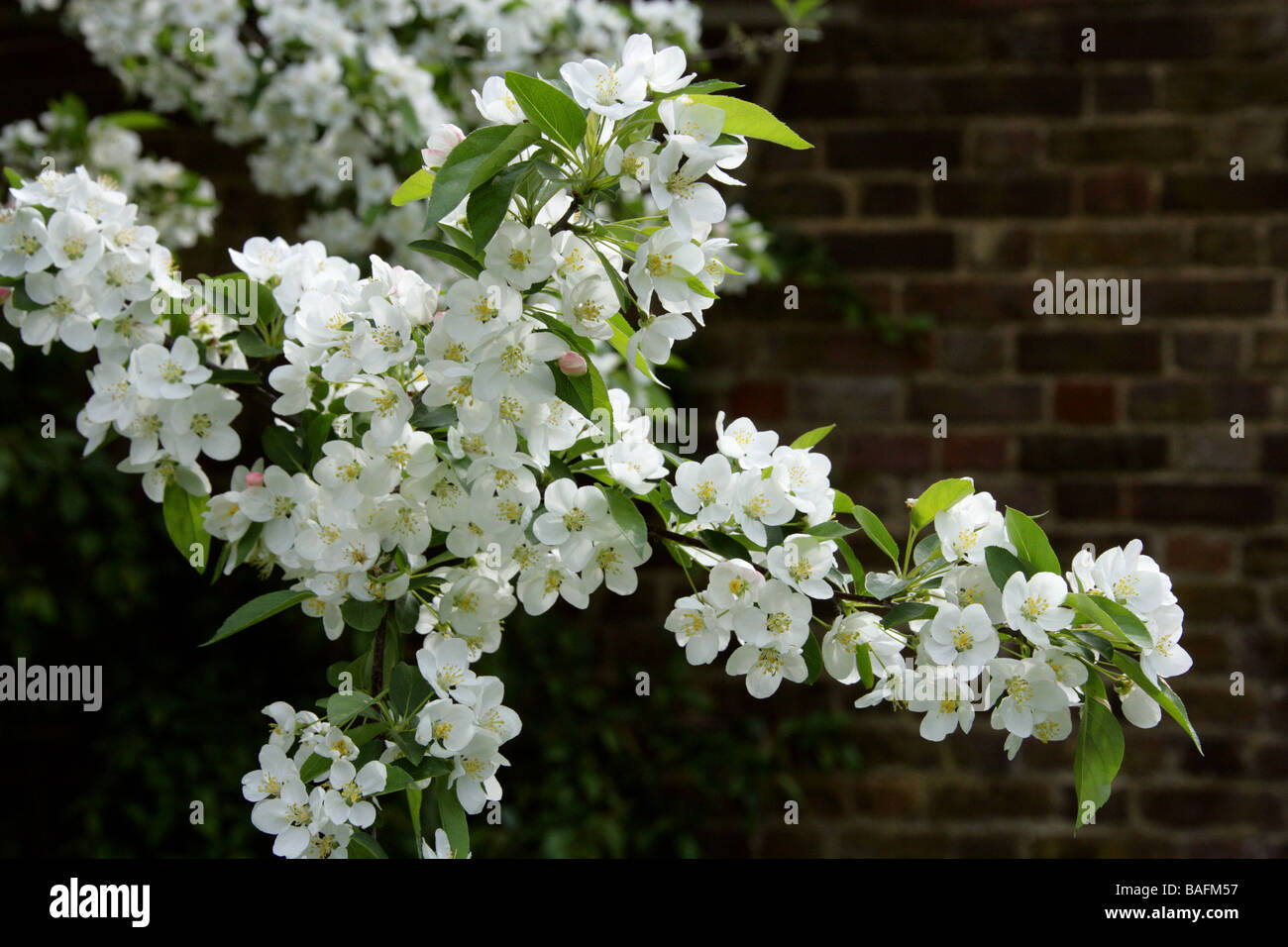 Japanese Flowering Crabapple, Malus floribunda, Rosaceae, Japan Stock Photo