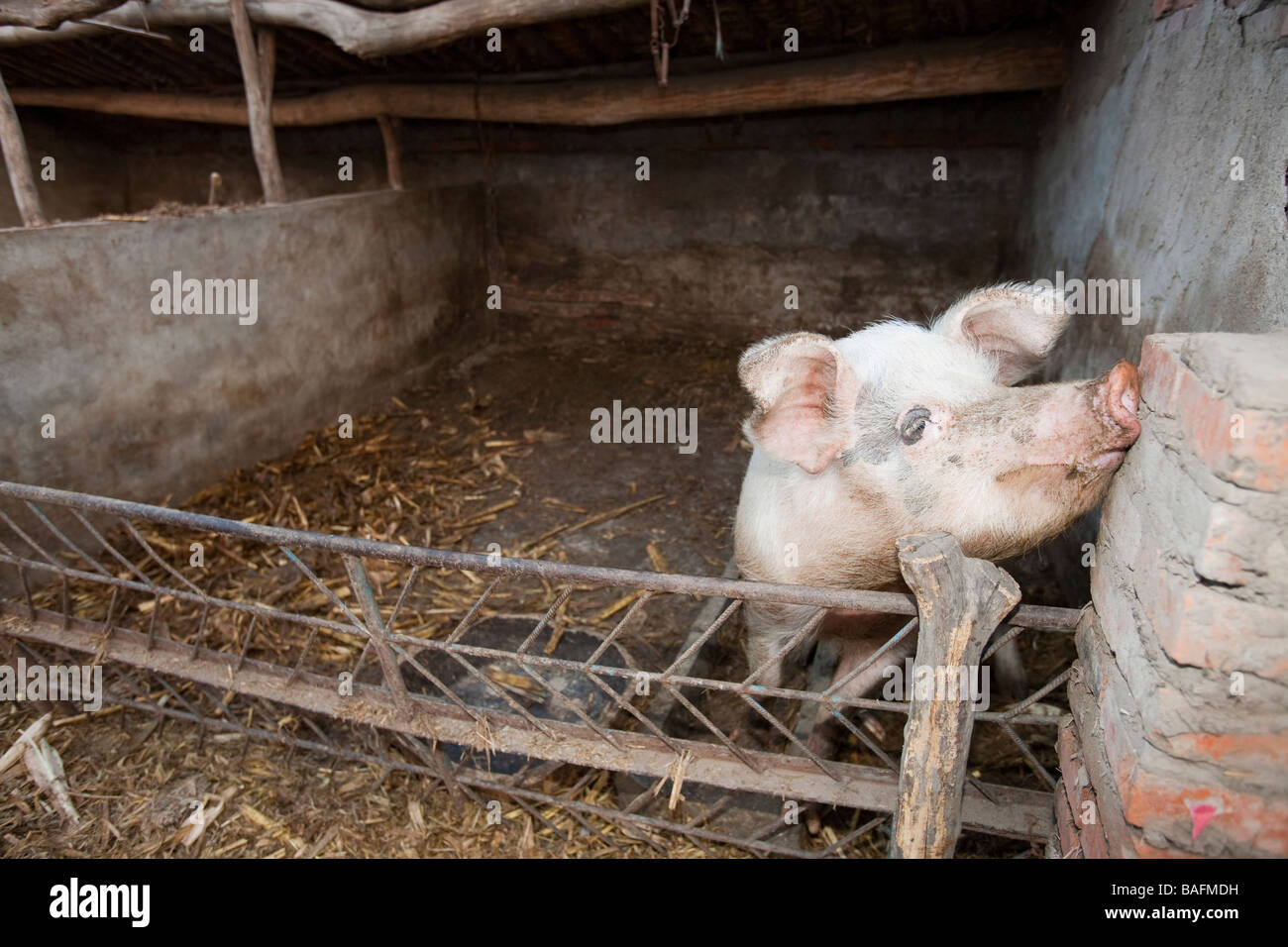 A family pig on a farmstead in northern China Stock Photo