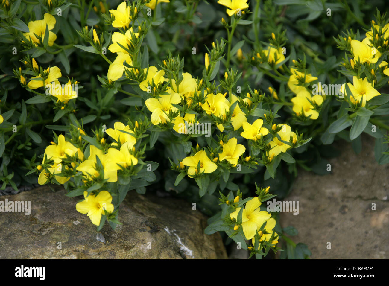 Tree Flax or Shrubby Flax, Linum aff. arboreum, Linaceae, Crete Stock Photo