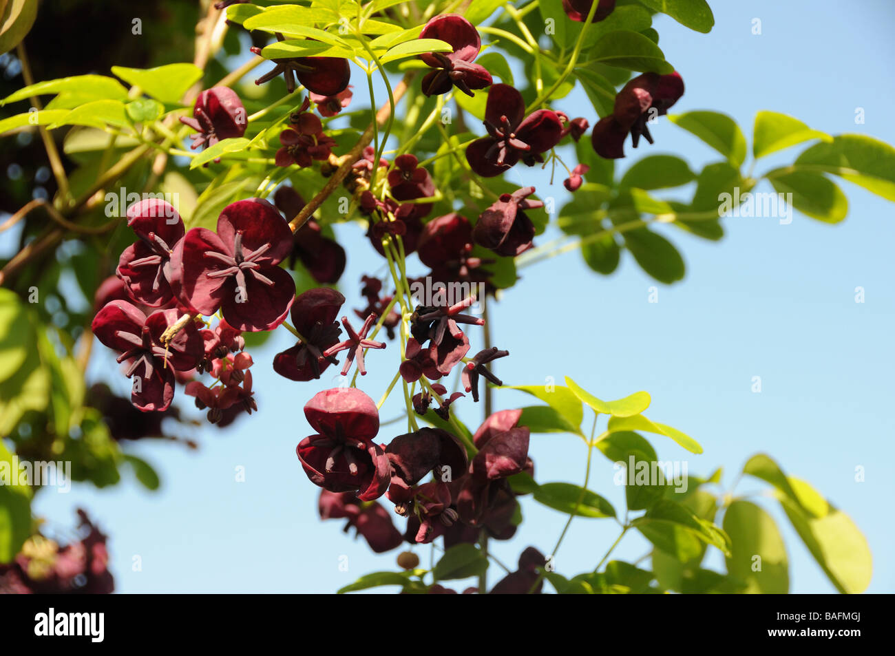 Akebia quinata hi-res stock photography and images - Alamy