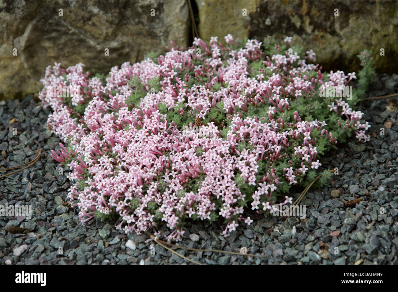 Alpine or Woolly Woodruff, Asperula arcadiensis, Rubiaceae, Greece Stock Photo