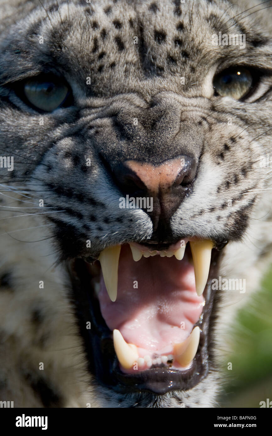Snow leopard snarling Stock Photo