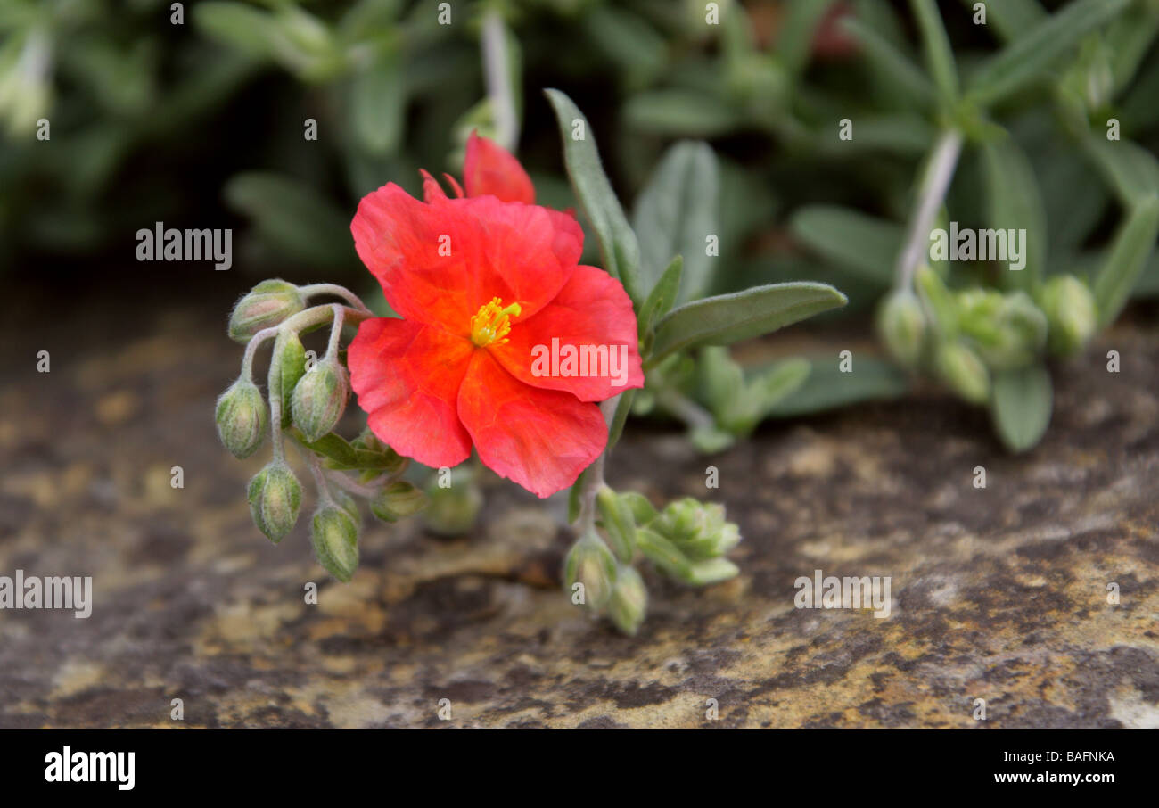 Red Rockrose, Helianthemum 'Fire Dragon', Cistaceae, Garden Origin Stock Photo