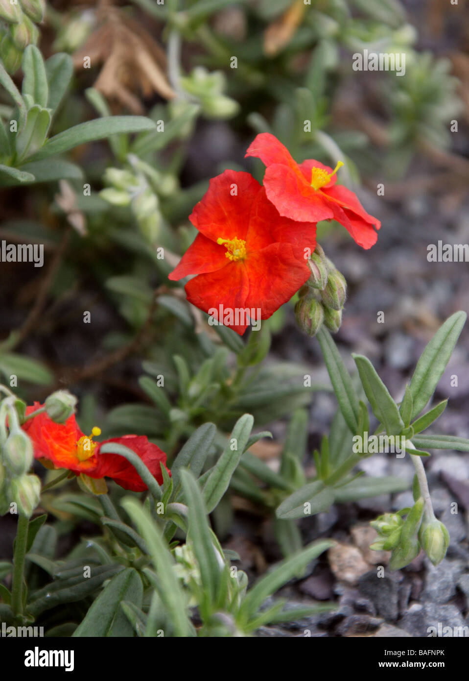 Red Rockrose, Helianthemum 'Fire Dragon', Cistaceae, Garden Origin Stock Photo