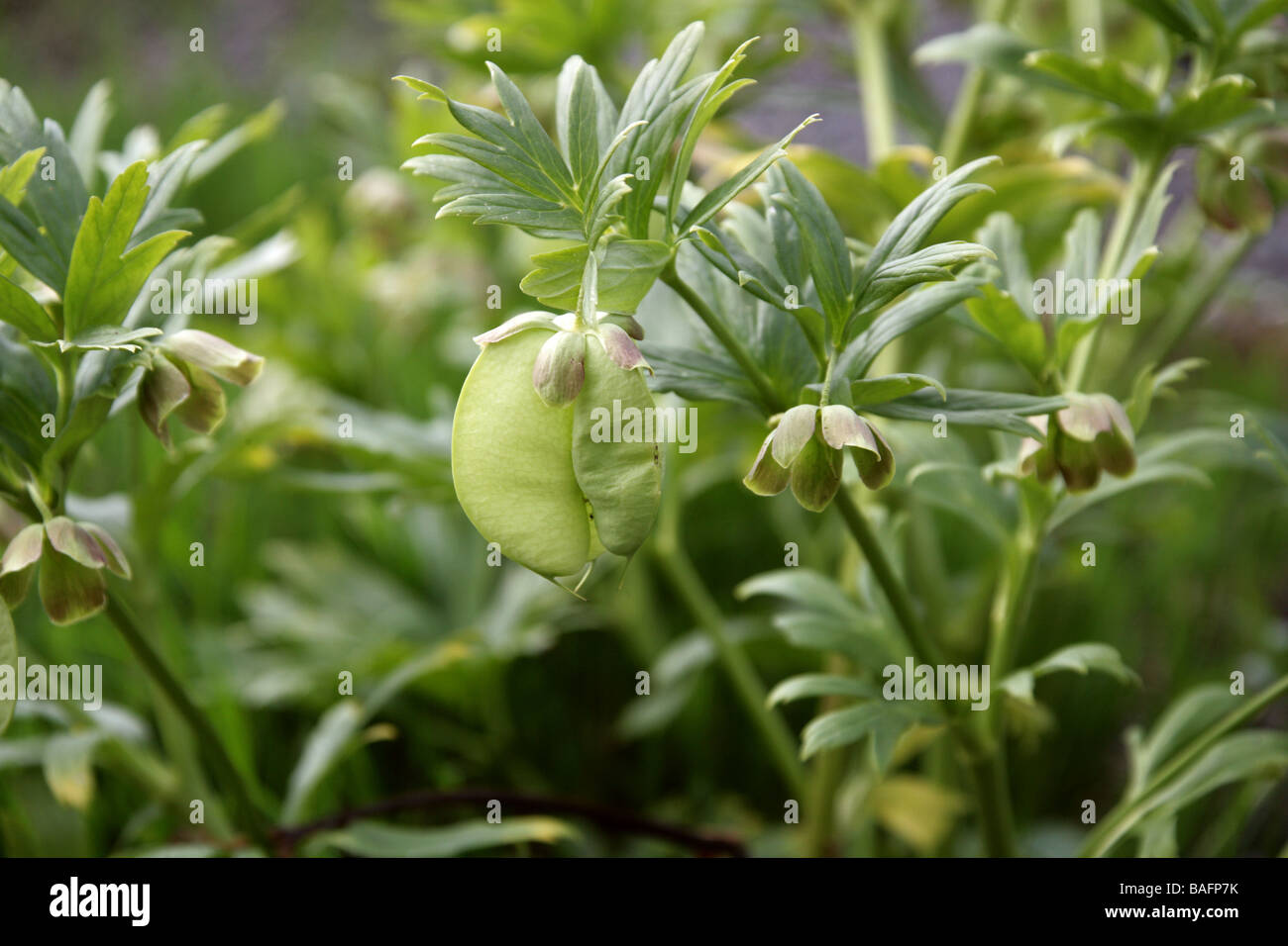 Helleborus vesicarius, Ranunculaceae, Syria and Turkey Stock Photo