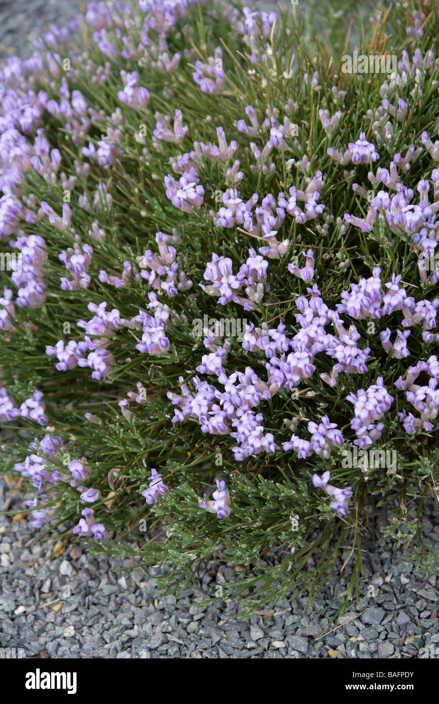 Hedgehog Broom, Erinacea anthyllis, Fabaceae, Mediterranean France, Spain and Northern Africa Stock Photo