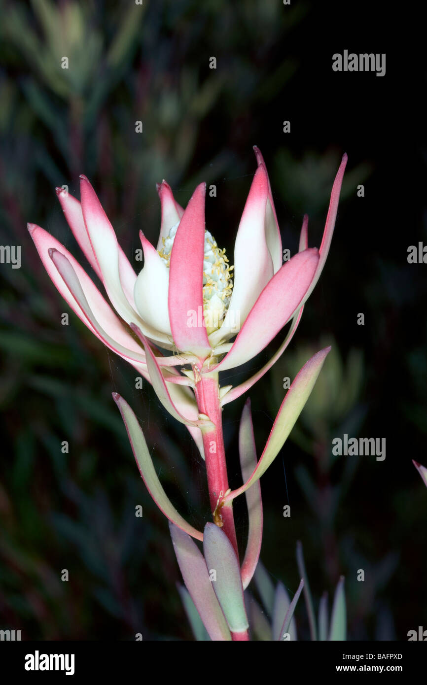 Spicy Conebush-details of male flower centre-Leucadendron tinctum- Family Proteaceae Stock Photo
