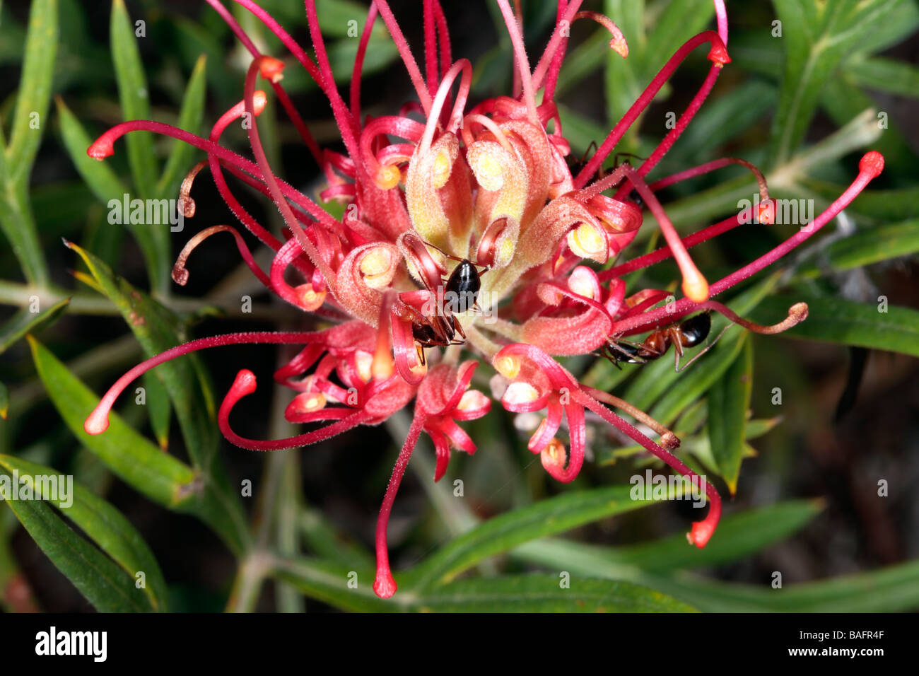 Grevillea "Ned Kelly"/Mason's Hybrid Grevillea banksii x Grevillea