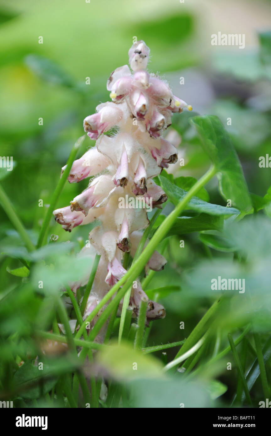 Toothwort (Lathrea squamaria) Stock Photo