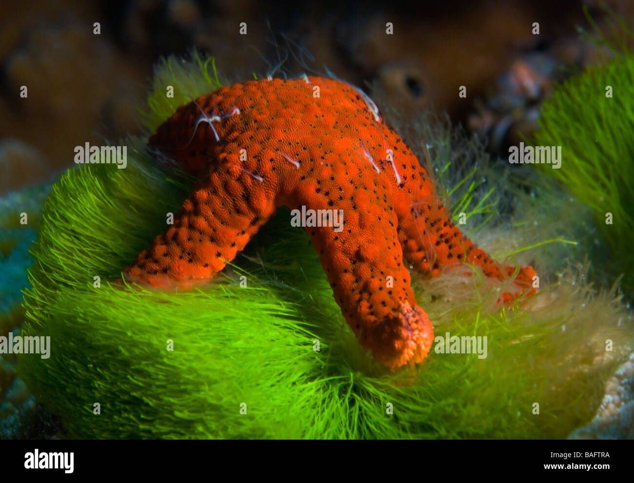 Fiji; Starfish feeding on Algae Stock Photo