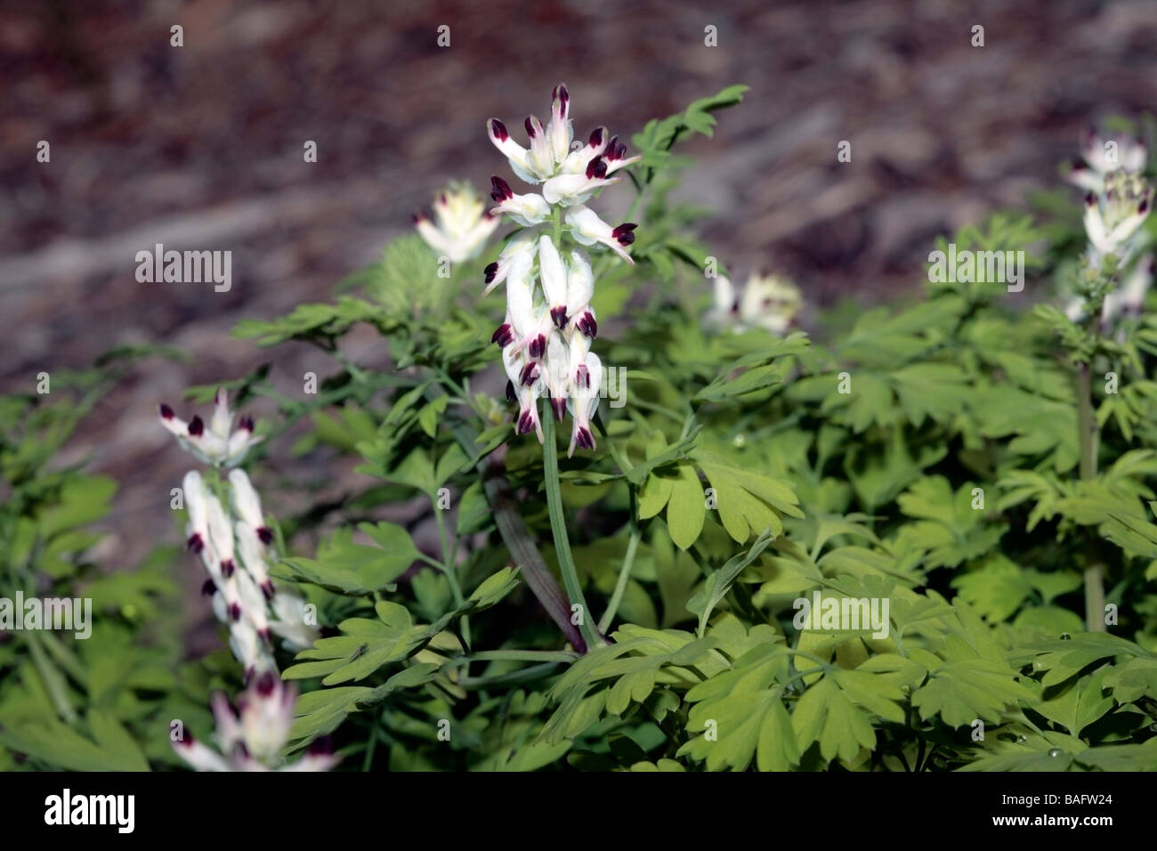 White Ramping Fumitory- Fumaria capreolata- Family Berberidaceae Stock Photo