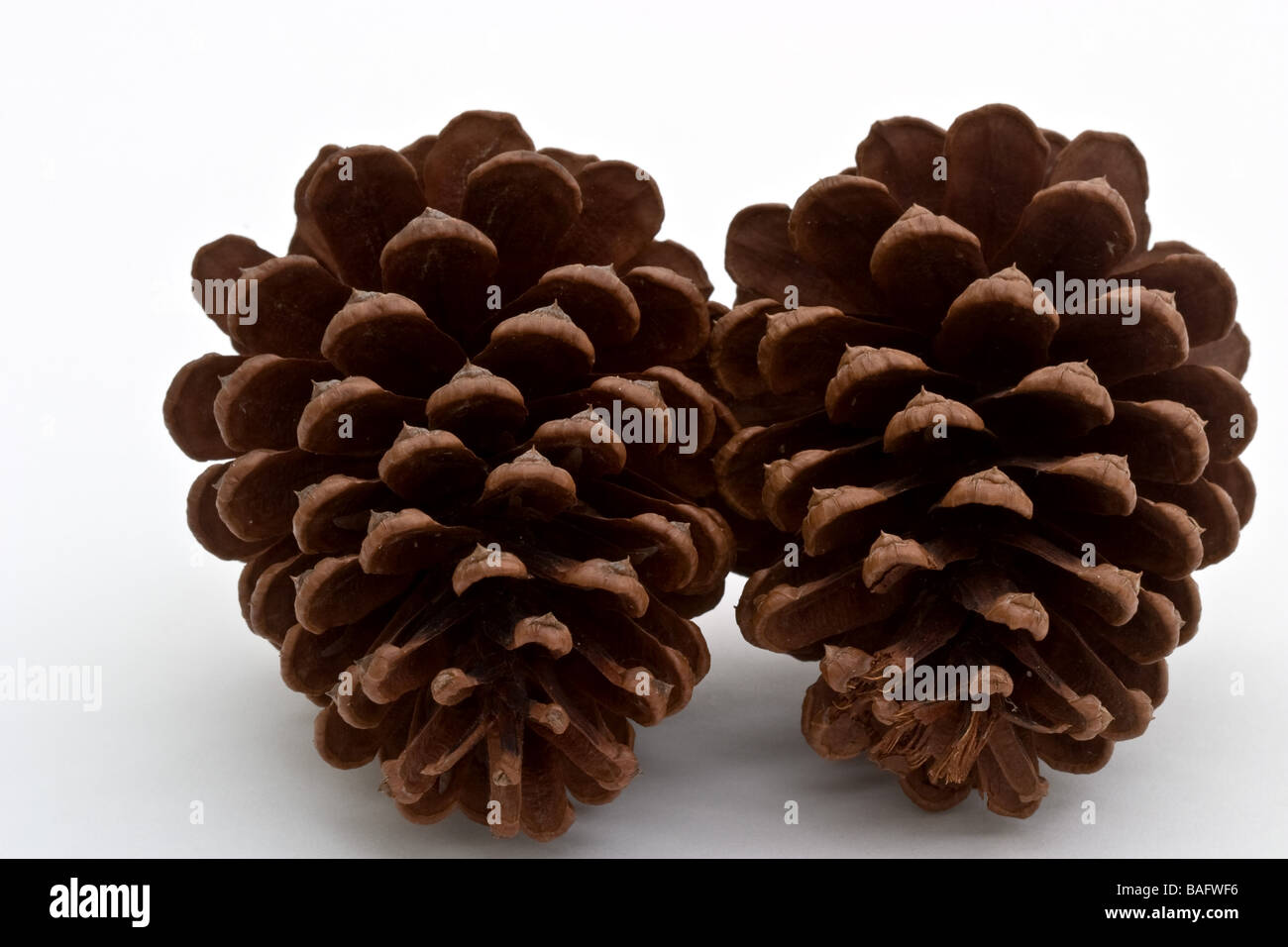 Two pine cones Stock Photo