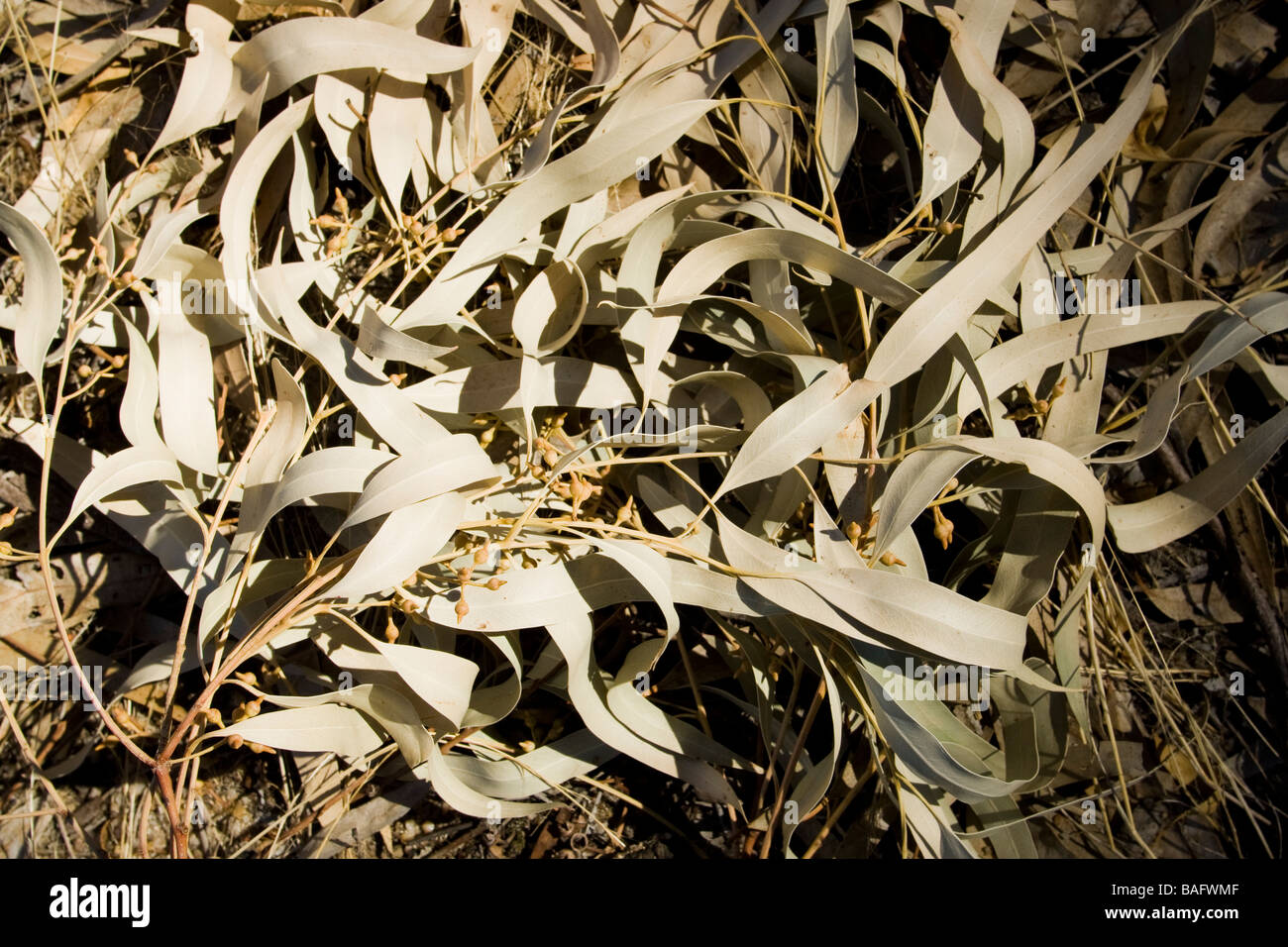 Eucalyptus leaves hi-res stock photography and images - Alamy