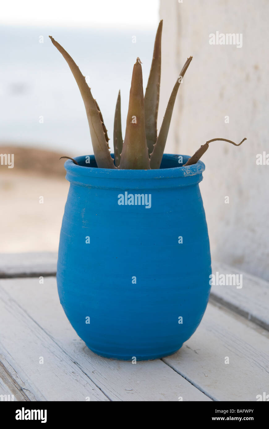 Aloe plant in blue flowerpot white background Stock Photo