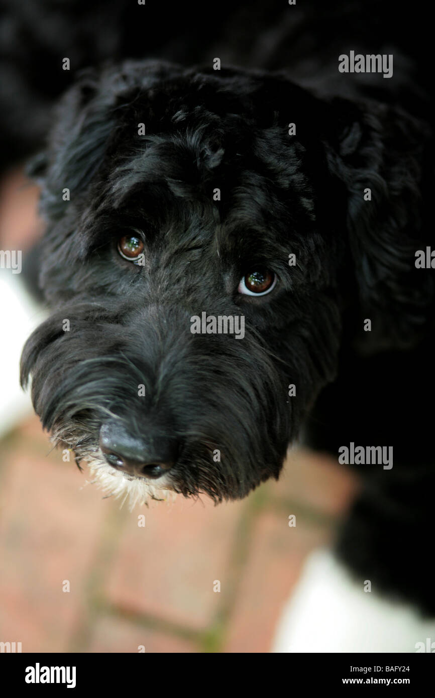 Portuguese Water dog with twinkle in eyes looking at his owner. Stock Photo