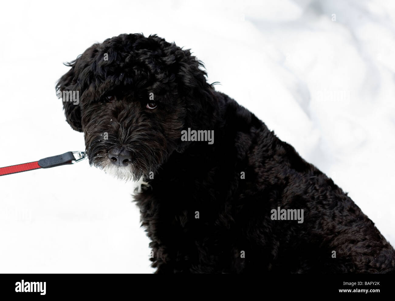 Portuguese Water Dog in the snow on a red leash. Stock Photo