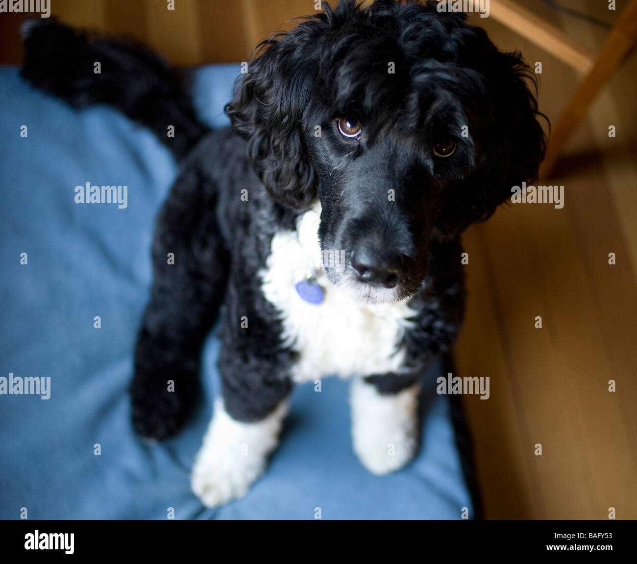 Portuguese Water Dog looking up at his owner sitting on blue bed. Stock Photo