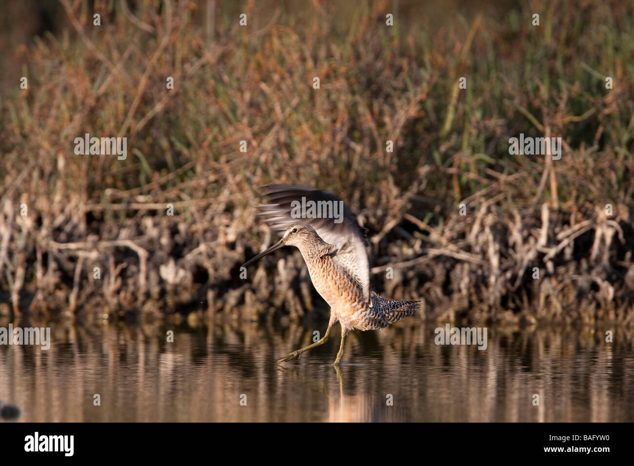 Long-billed Dowitcher landing, Palo Alto Bayland, California, USA Stock Photo