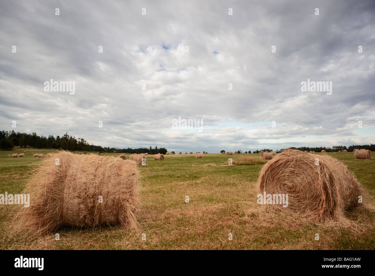 Agricultural field of hay bales / haystacks under a dramatic cloudy sky ...