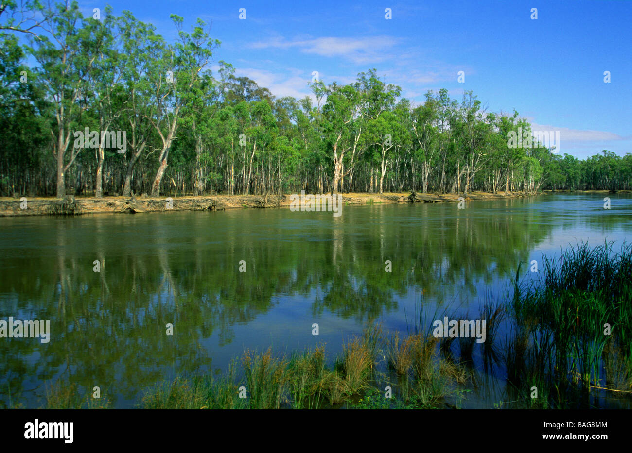 River Red Gum Forest Murray River New South Wales Australia Stock Photo