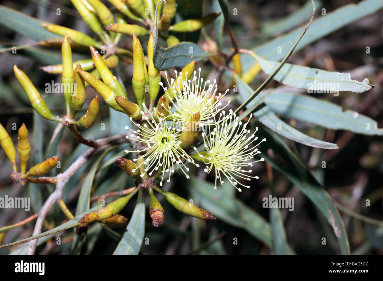 Melaleuca cardiophylla- Family Myrtaceae Stock Photo