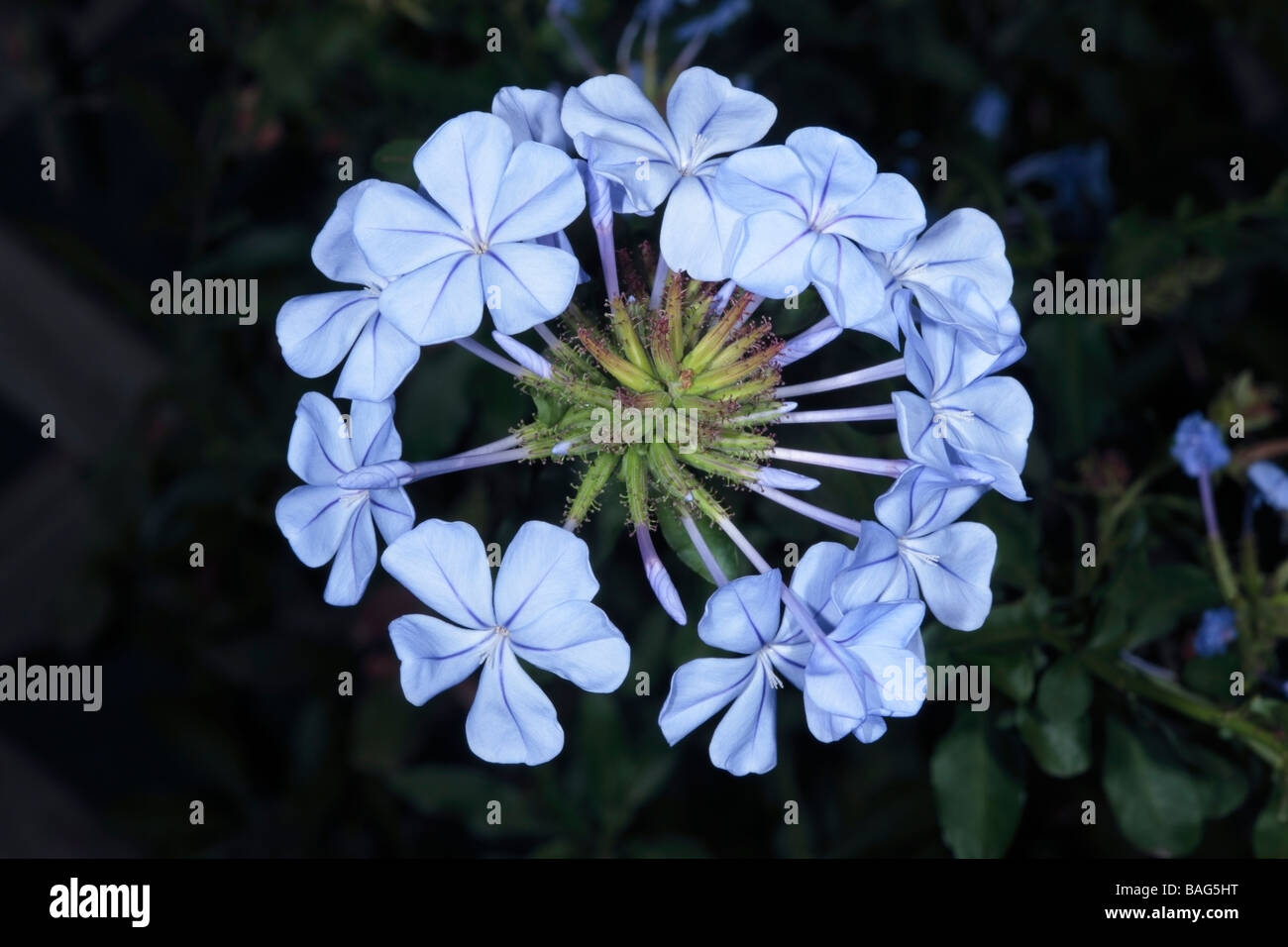 Plumbago/Leadwort Flowers-Plumbago auriculata-Family Plumbaginaceae Stock Photo