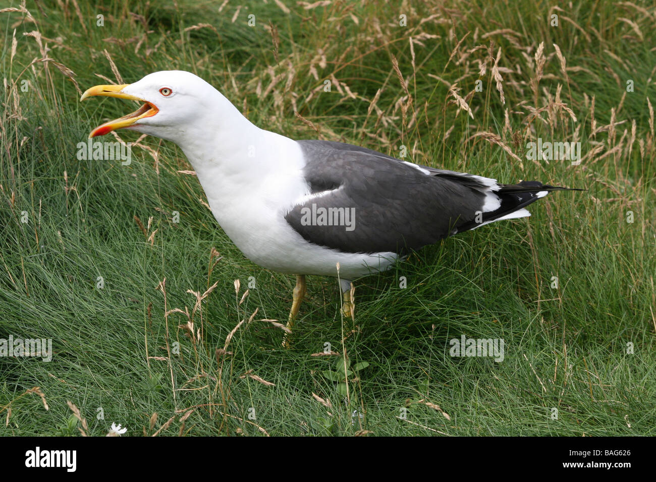 Lesser Black-backed Gull Larus fuscus Standing In Grass Calling At South Stack RSPB Reserve, Anglesey, Wales, UK Stock Photo