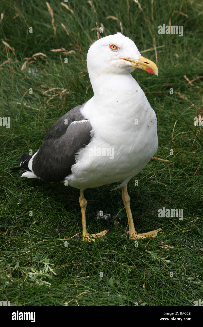 Portrait Of Lesser Black-backed Gull Larus fuscus Standing In Grass At South Stack RSPB Reserve, Anglesey, Wales, UK Stock Photo