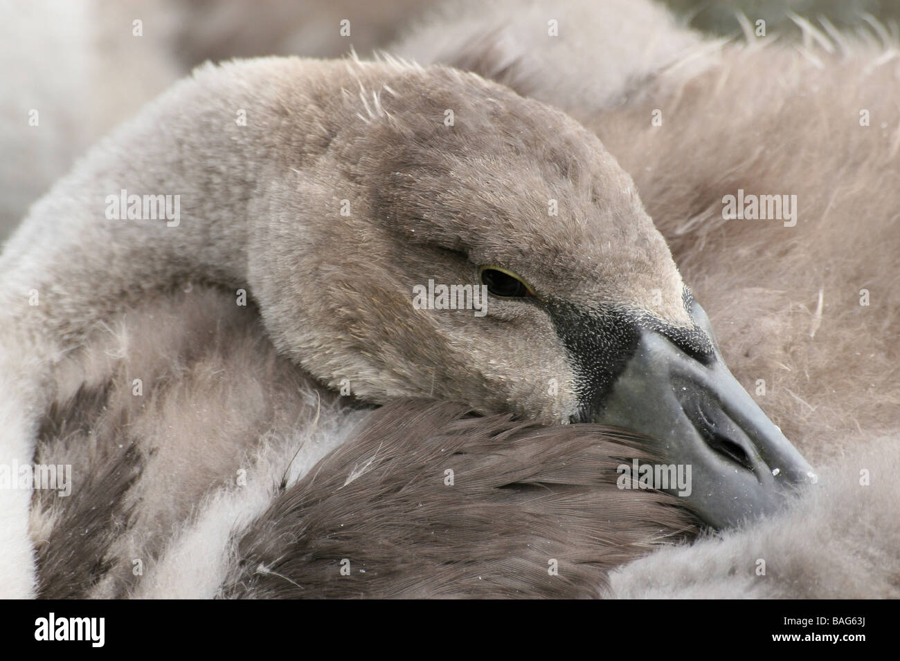 Close-up Of Head Of Resting Mute Swan Cygnus olor Cygnet Stock Photo