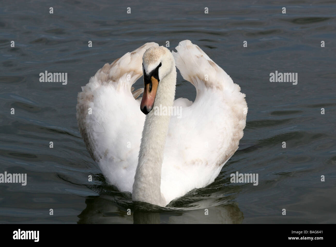 Mute Swan Cygnus olor Swimming Towards Camera Stock Photo