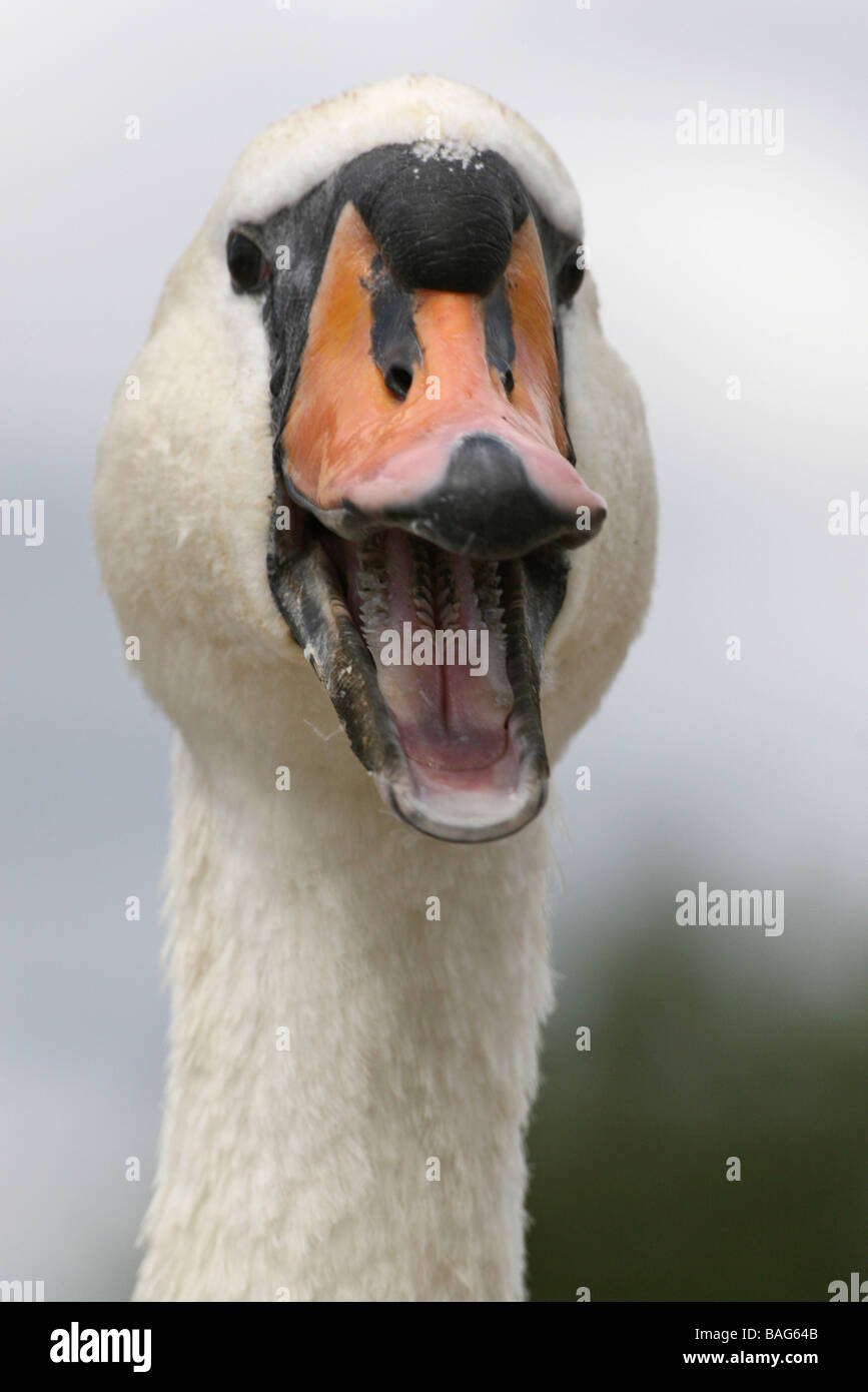Portrait Of Calling Mute Swan Cygnus olor Stock Photo