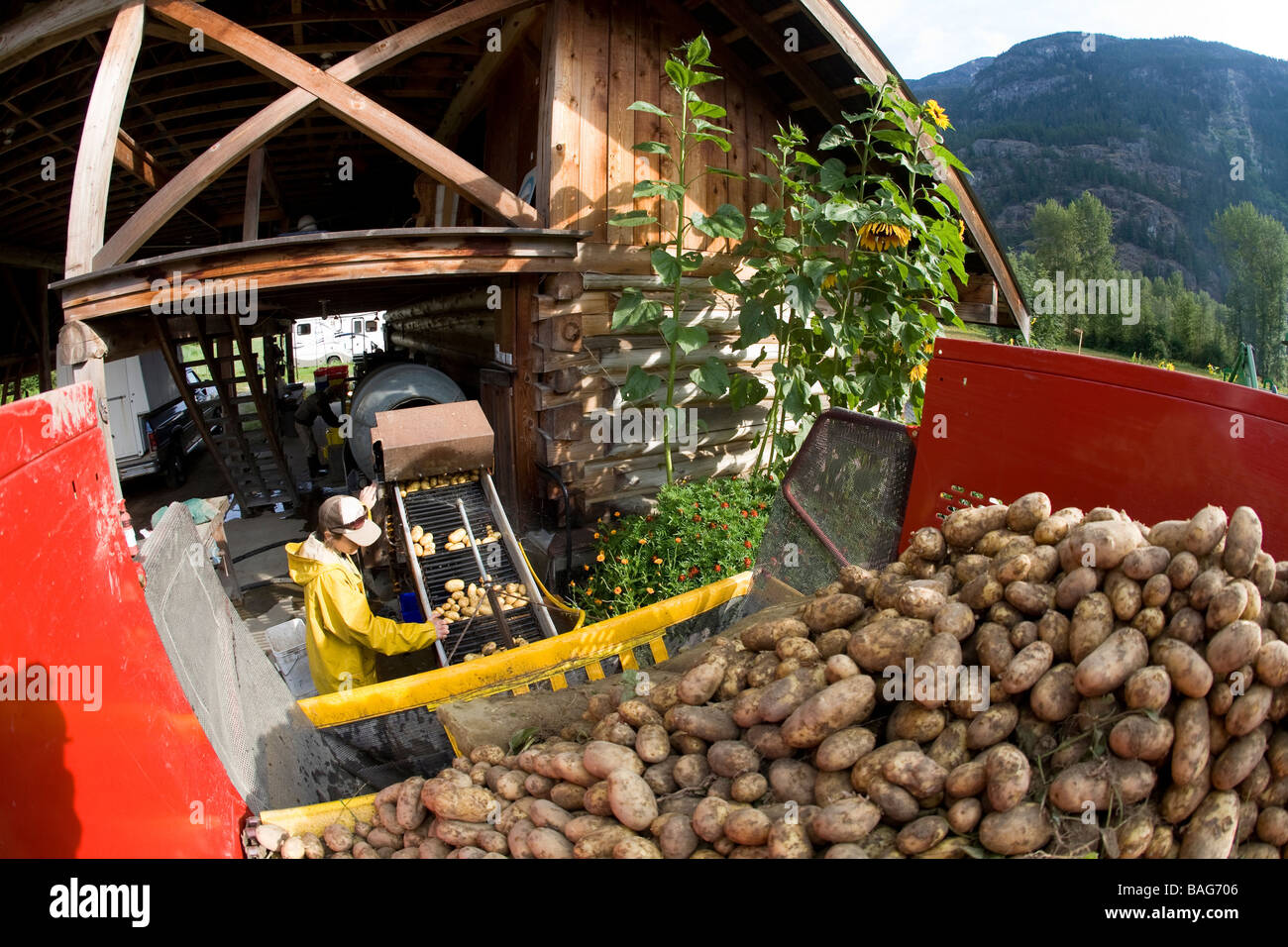 Woman potato farming Pemberton British Columbia Canada Stock Photo
