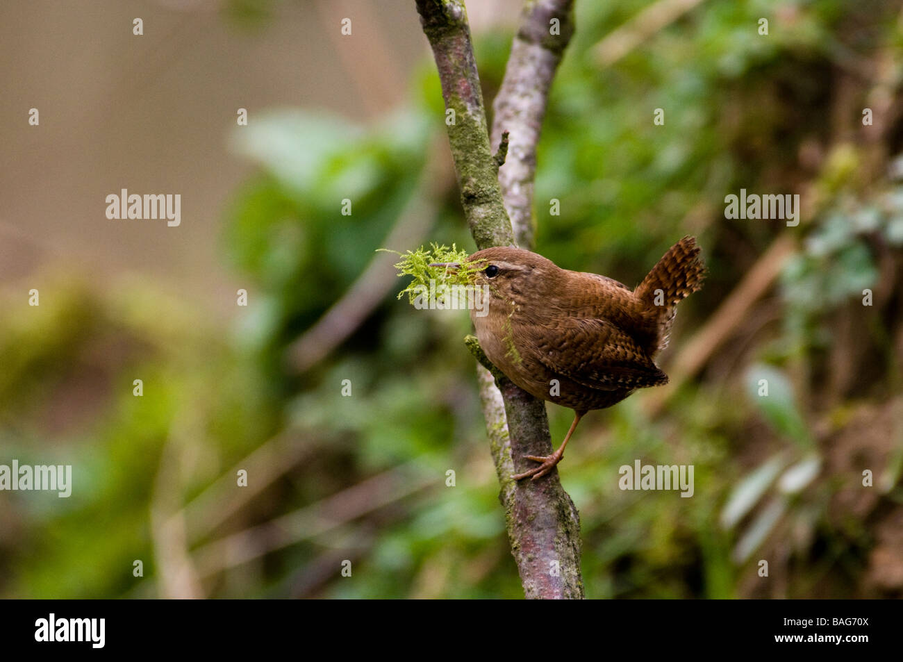 Wren carrying nesting material Stock Photo