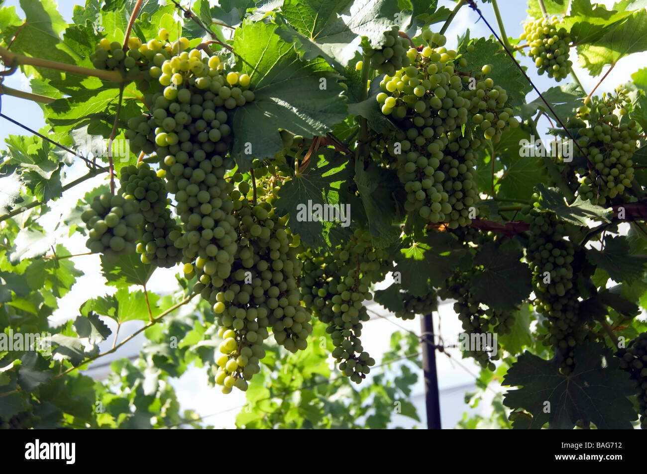 Bodega Familia Zuccardi Bunch of Chardonnay grapes Mendoza Argentina ...