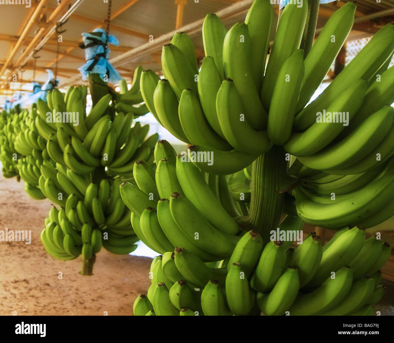 Costa Rica banana stalks Stock Photo Alamy
