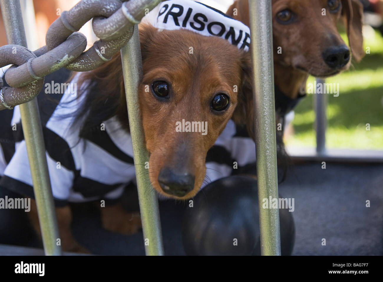 Dogs in prison Stock Photo Alamy