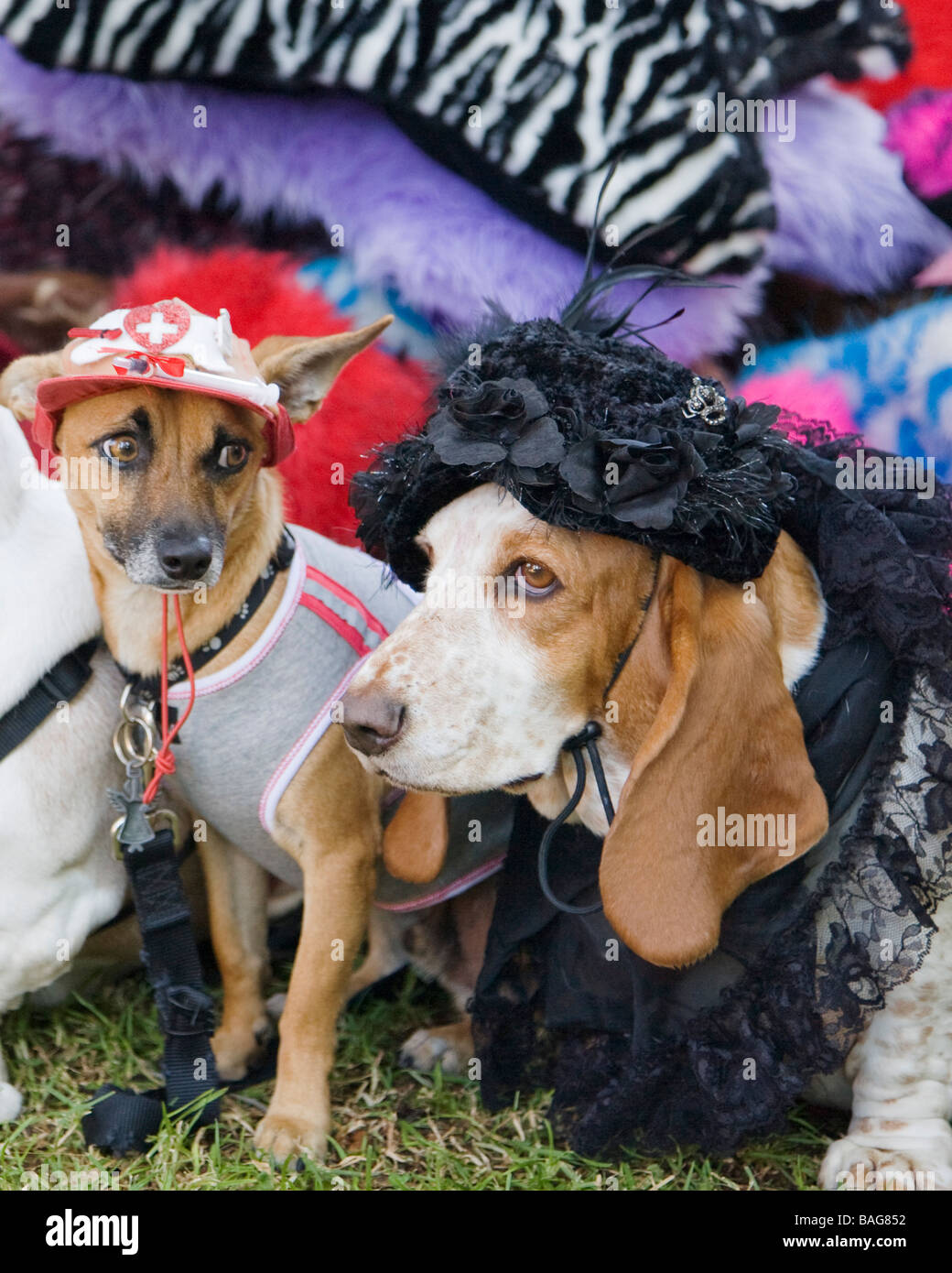 dogs in costume Stock Photo Alamy
