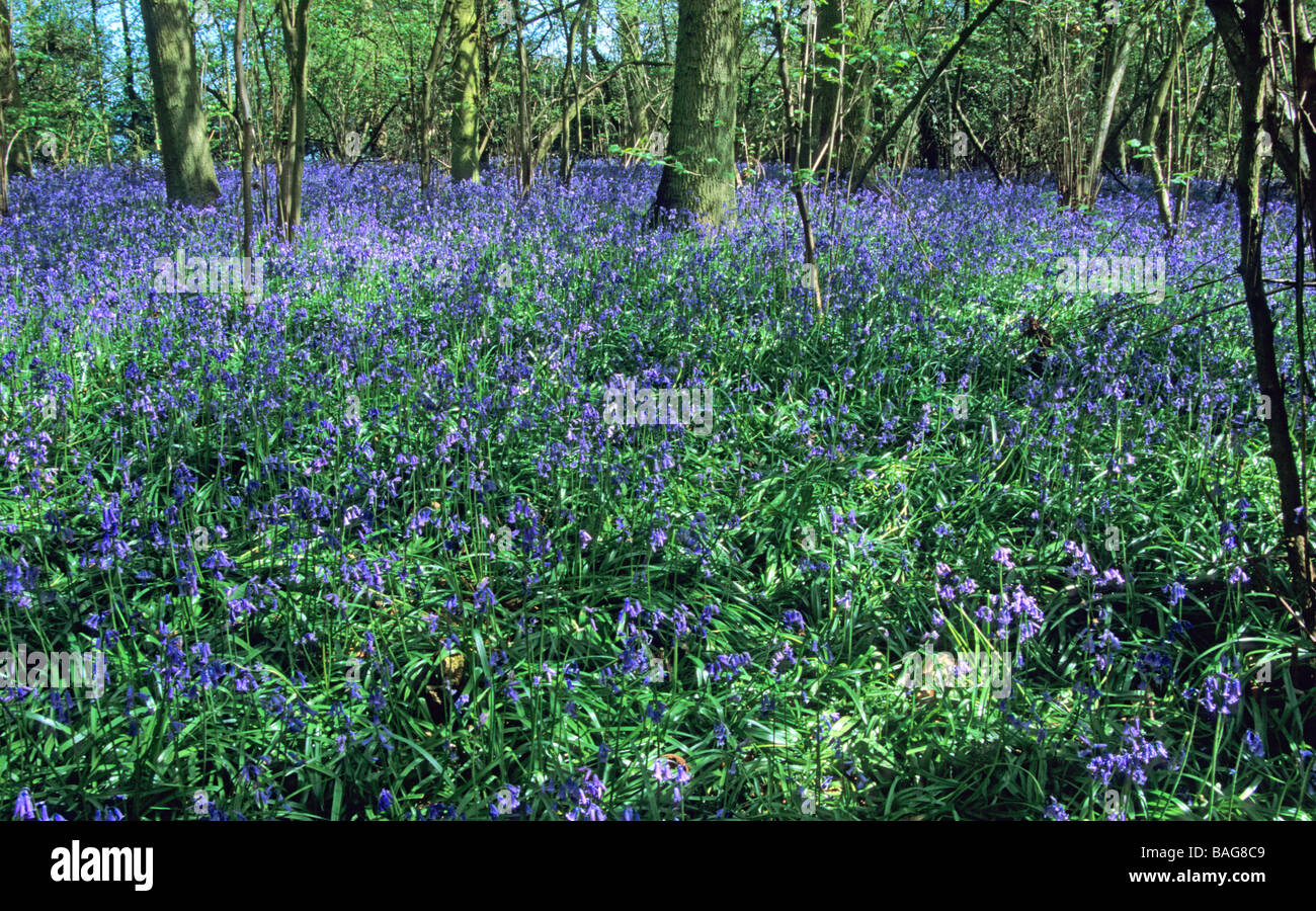 Bluebells in an English wood Stock Photo - Alamy