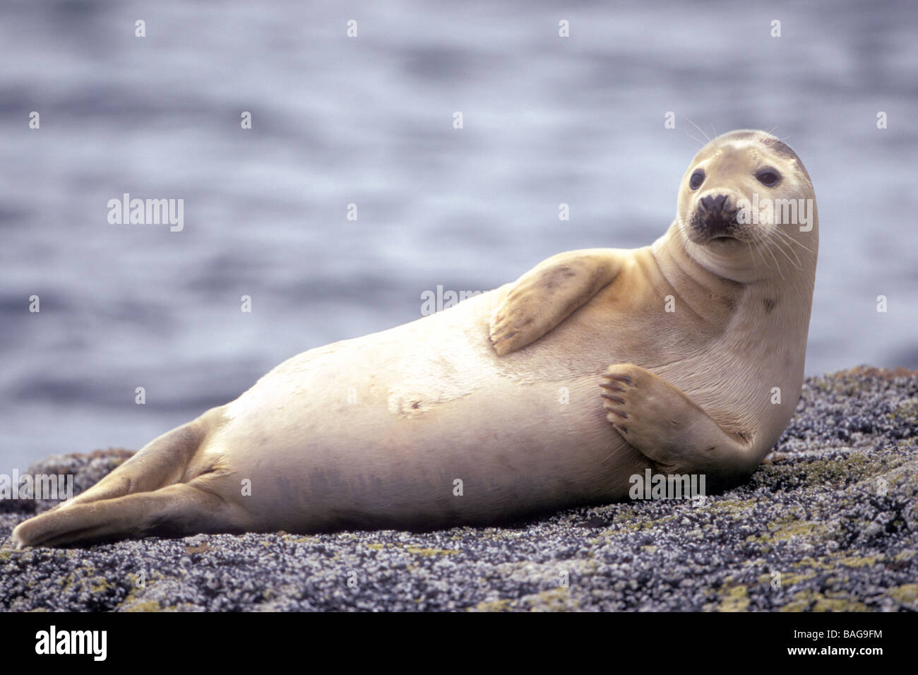 Grey Seal (Halichoerus grypus), resting on barnacle covered rock Stock Photo