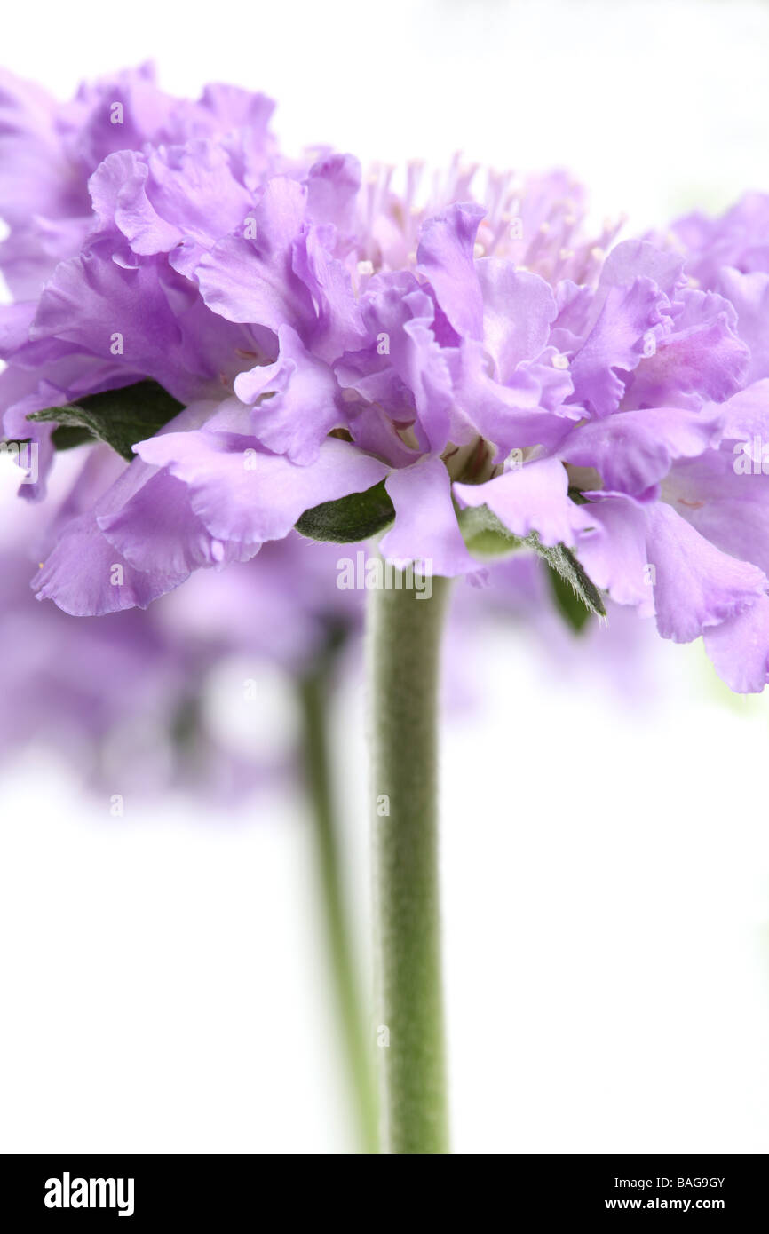 Pin Cushion Flowers Scabious Butterfly Blue Stock Photo