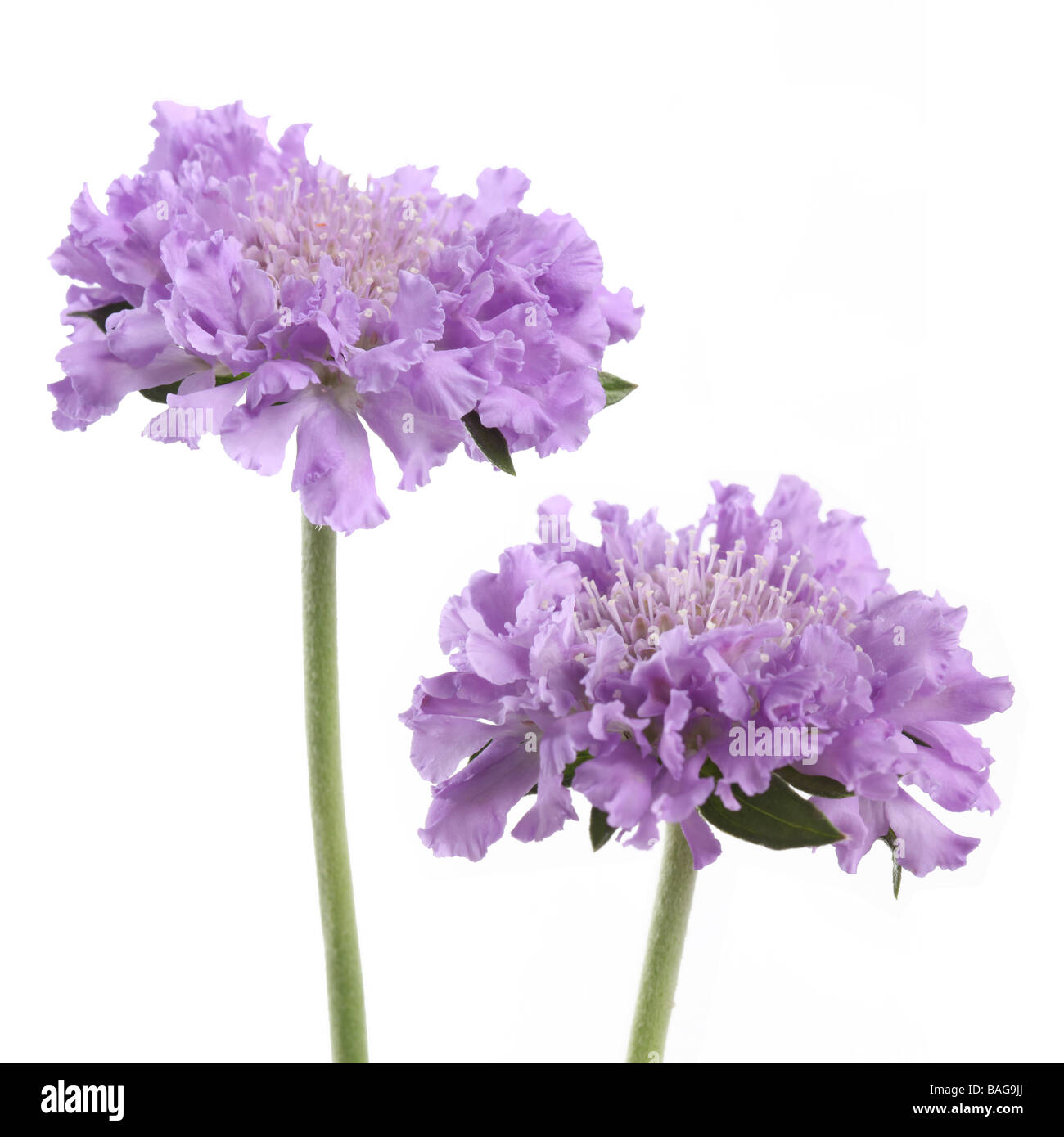 Pin Cushion Flowers Scabious Butterfly Blue Stock Photo Alamy