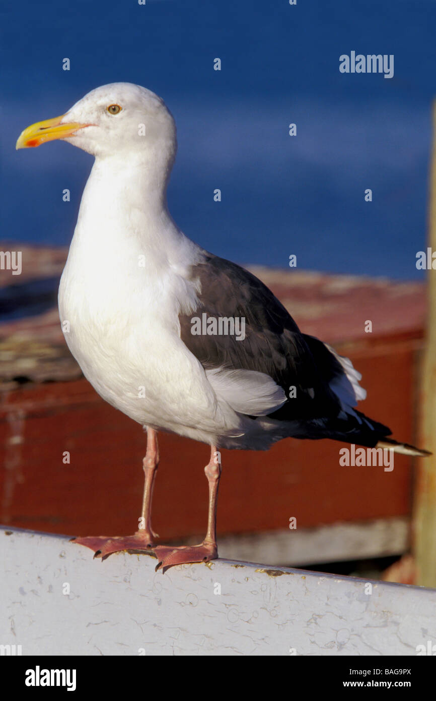 Herring Gull (Larus argentatus), adult perched in a harbor Stock Photo