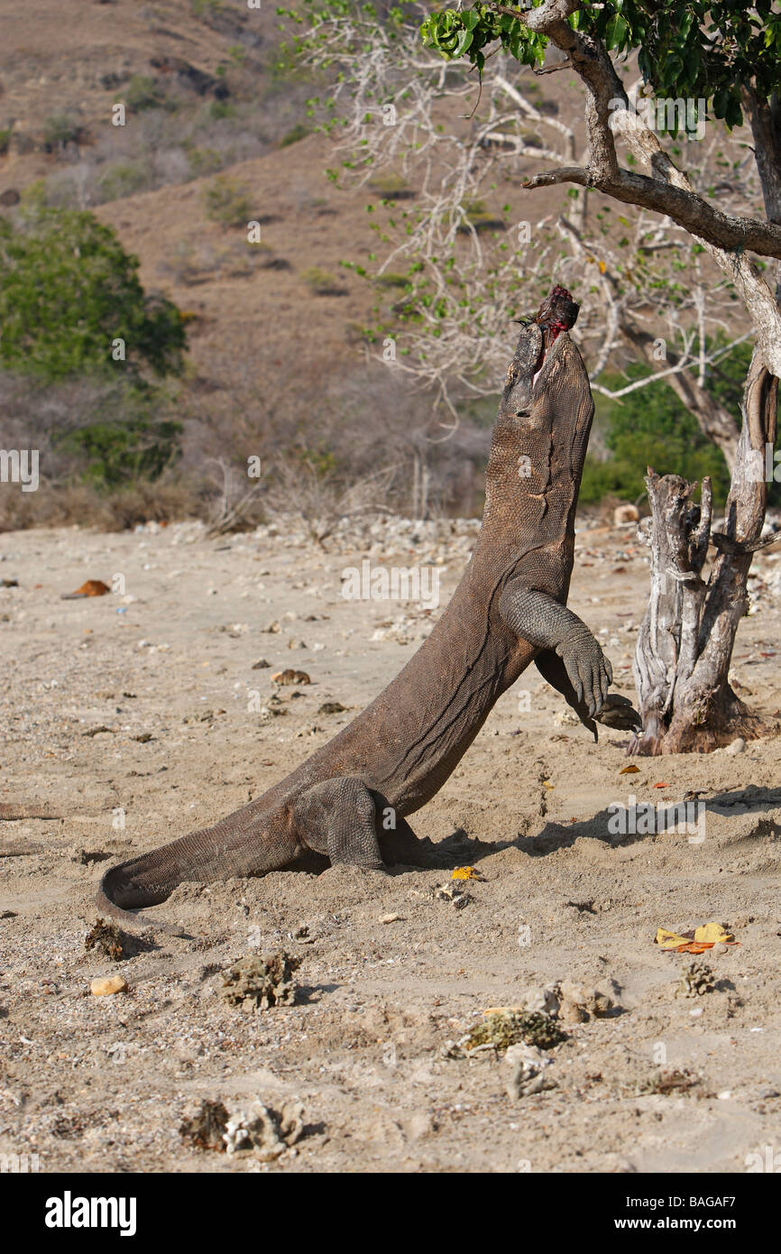 Komodo Dragon (Varanus komodoensis) rearing up on its hind legs in order to take meat from a branch Stock Photo