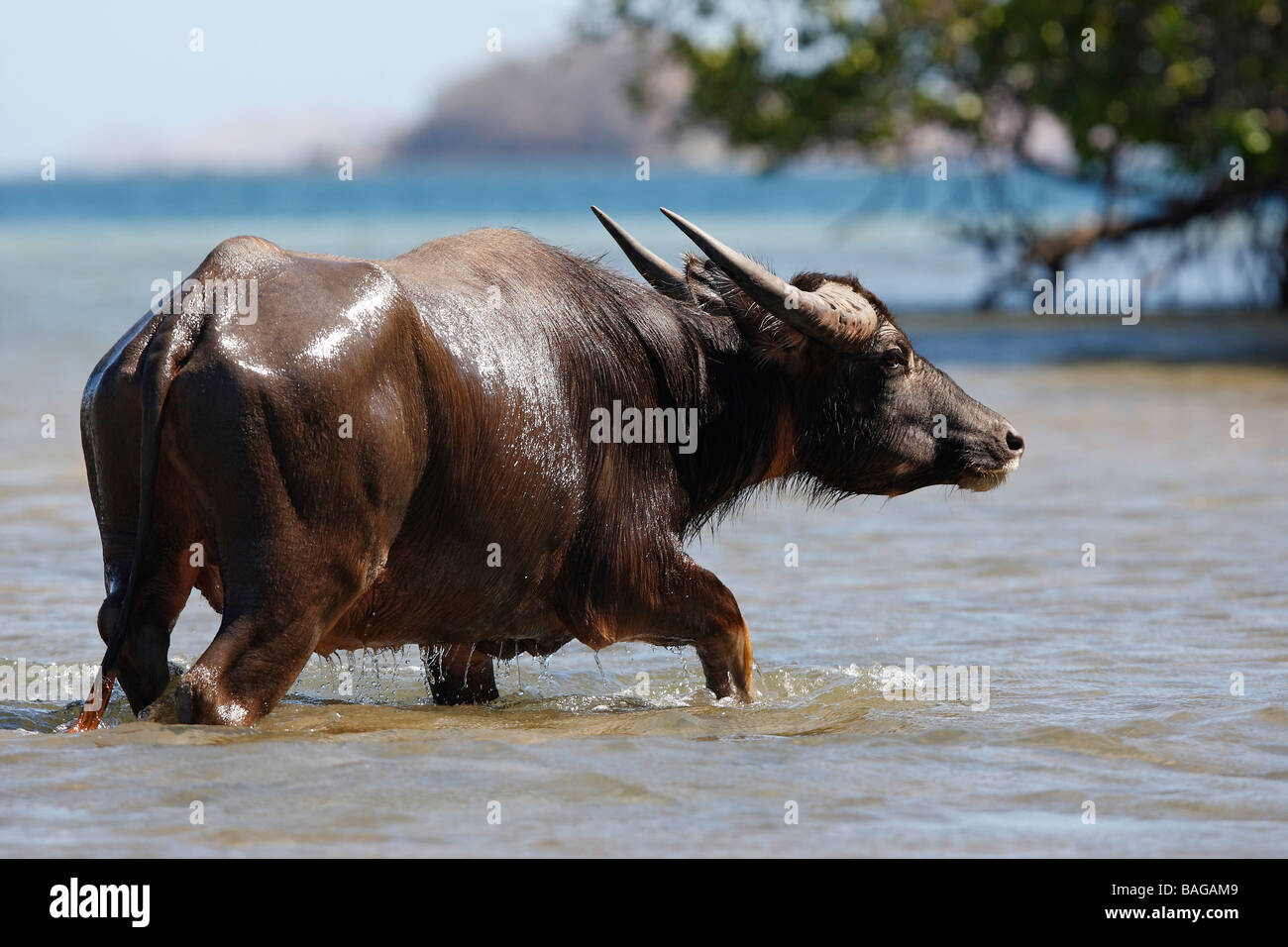 Walking water buffalo hi-res stock photography and images - Alamy