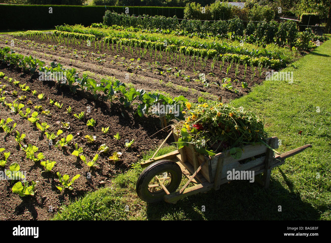 A view over a well tended vegetable garden An old wooden wheelbarrow filled with cuttings in the foreground Stock Photo